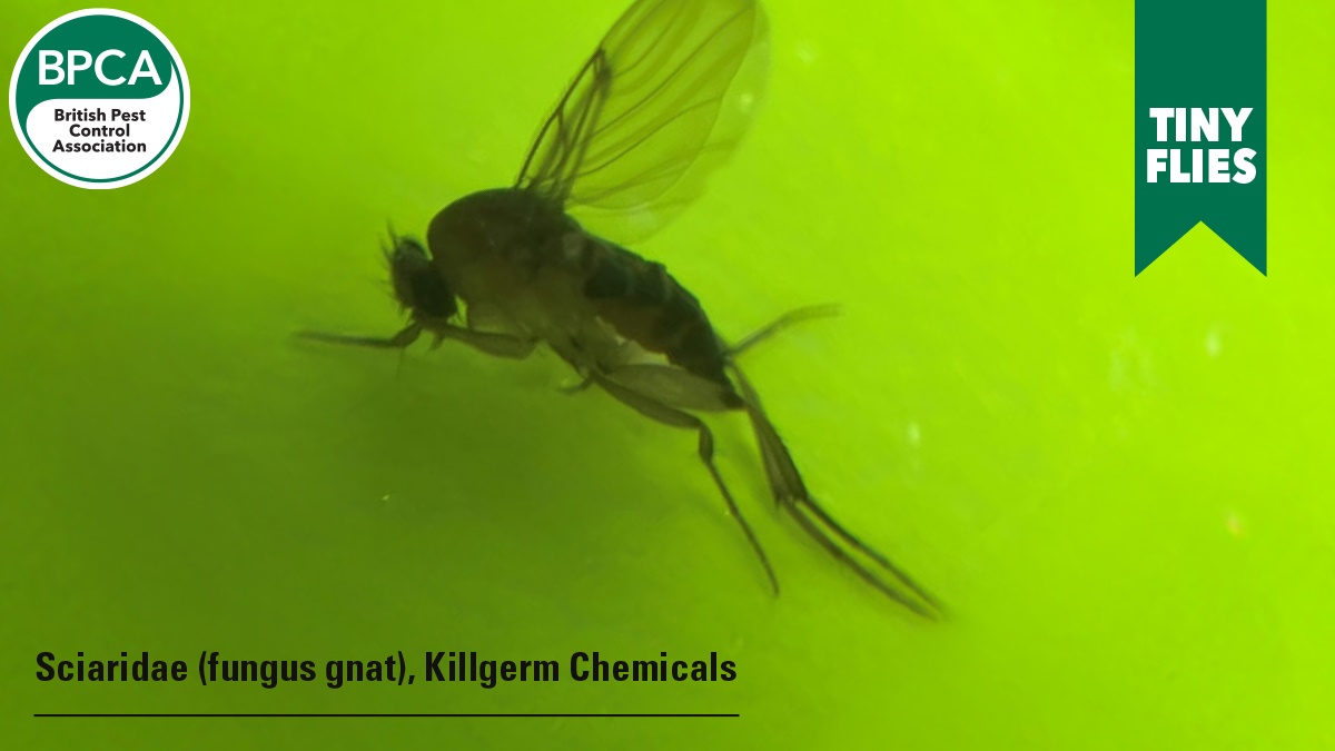tiny flies c3 tiny flies c3
